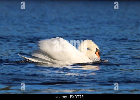 A mute swan Cygnus olor swimming on a blue lake in a threatening posture. Stock Photo