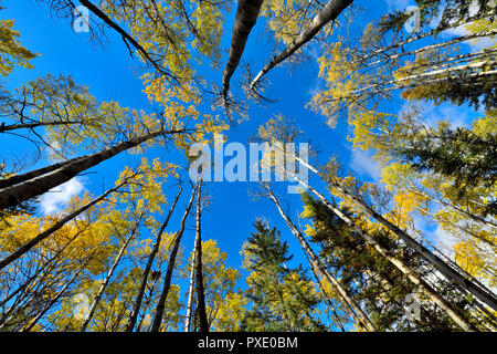 A horizontal image looking up at at the tree tops of a mixed stand of trees against a blue sky in rural Alberta Canada Stock Photo