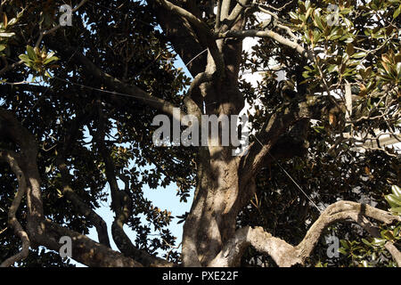 Washington, DC, USA. 21st Oct, 2018. A close-up view of some of the cabling that helps support a Magnolia tree that President Andrew Jackson planted on the grounds of the White House. Plans are being made to replace this declining tree with one grown from healthy offshoots of it. Credit: Evan Golub/ZUMA Wire/Alamy Live News Stock Photo