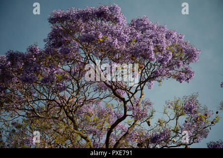 Johannesburg, South Africa, 21 October, 2018. The sun shines on purple flowers, as Jacaranda trees bloom in Johannesburg, South Africa, on Sunday afternoon. Credit: Eva-Lotta Jansson/Alamy Live News Stock Photo