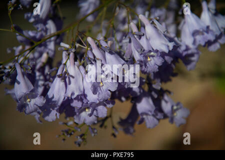 Johannesburg, South Africa, 21 October, 2018. The sun shines on purple flowers, as Jacaranda trees bloom in Johannesburg, South Africa, on Sunday afternoon. Credit: Eva-Lotta Jansson/Alamy Live News Stock Photo