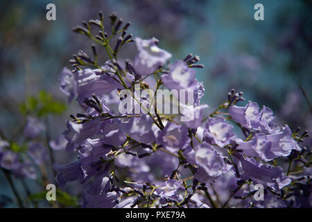 Johannesburg, South Africa, 21 October, 2018. The sun shines on purple flowers, as Jacaranda trees bloom in Johannesburg, South Africa, on Sunday afternoon. Credit: Eva-Lotta Jansson/Alamy Live News Stock Photo