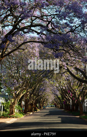 Johannesburg, South Africa, 21 October, 2018. The sun shines on purple flowers, as Jacaranda trees bloom in Johannesburg, South Africa, on Sunday afternoon. Credit: Eva-Lotta Jansson/Alamy Live News Stock Photo