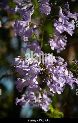 Johannesburg, South Africa, 21 October, 2018. The sun shines on purple flowers, as Jacaranda trees bloom in Johannesburg, South Africa, on Sunday afternoon. Credit: Eva-Lotta Jansson/Alamy Live News Stock Photo