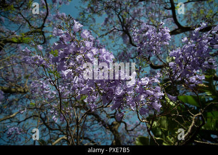 Johannesburg, South Africa, 21 October, 2018. The sun shines on purple flowers, as Jacaranda trees bloom in Johannesburg, South Africa, on Sunday afternoon. Credit: Eva-Lotta Jansson/Alamy Live News Stock Photo