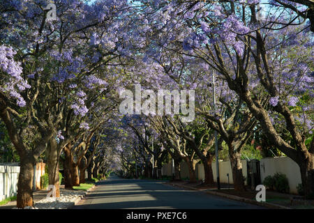 Johannesburg, South Africa, 21 October, 2018. The sun shines on purple flowers, as Jacaranda trees bloom in Johannesburg, South Africa, on Sunday afternoon. Credit: Eva-Lotta Jansson/Alamy Live News Stock Photo