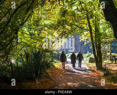 Crosshaven, Cork, Ireland. 22nd October, 2018. Sisters, Anne Walley, Carrigaline, Paddy Cantillon, Carrigaline and Tanya Ahern from Douglas take an early morning walk on the old Crosshaven railway line on a  bright autumnal day outside Carigaline, Co. Cork, Ireland. Credit: David Creedon/Alamy Live News Stock Photo