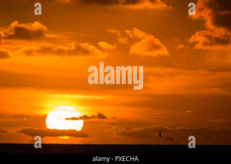 Aberystwyth Wales UK, Monday 22 February 2016 UK weather: A flock of ...