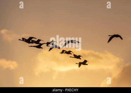 Burscough, Lancashire, UK.  22nd Oct, 2018. UK Weather. Migratory Whooper swans arrive to roost, and overwinter in the wetlands at Martin Mere. Credit: MediaWorldImages/Alamy Live News Stock Photo