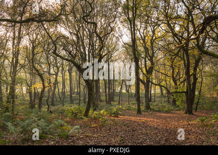Dappled sunlight in misty autumn falls on trees & carpet of leaves in scenic peaceful woodland - Middleton Woods, Ilkley, West Yorkshire, England, UK. Stock Photo
