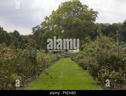 Cranford Rose Garden at the Brooklyn Botanic Garden  Featuring: Atmosphere Where: Brooklyn, New York, United States When: 19 Sep 2018 Credit: Marla Hernandez/WENN Stock Photo