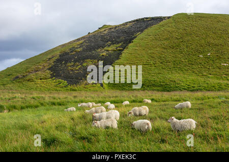 Sheep on the hills near Lake Myvatn and the Skutustadir Pseudocraters , North Iceland Stock Photo