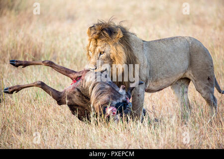 Lion dragging kill in Serengeti National Park, Tanzania Stock Photo