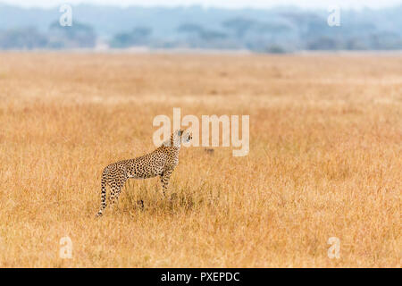 Cheetah in the Serengeti National Park savanna, Tanzania Stock Photo