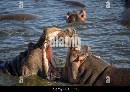 Hippos fighting in the Serengeti National Park, Tanzania Stock Photo