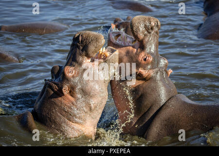 Hippos fighting in the Serengeti National Park, Tanzania Stock Photo