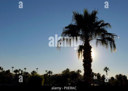 A palm tree stands in silhouette against a blue sky in Arizona, backlit by the sun. Stock Photo