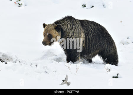 An adult grizzly  bear' Ursus arctos'; that has been collared as part of a wildlife study program is found digging roots along a snow covered hillside Stock Photo