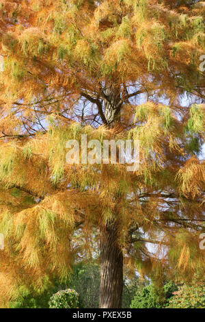 Taxodium distichum var. imbricarium 'Nutans'. Bald cypress tree in Autumn. Stock Photo