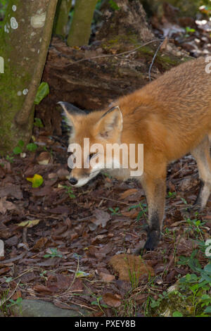 Red Fox, Vulpes vulpes, in the forest. Stock Photo