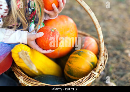 Girl holding a pumpkins in hands outdoors Stock Photo