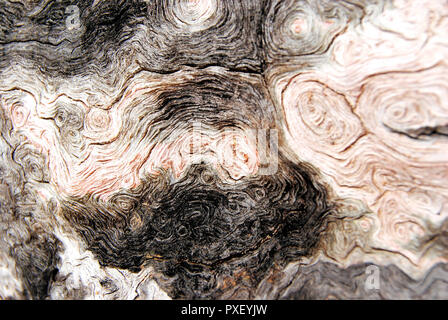 Closeup of black and white burnt wood in the forest of Missouri, USA, showing strange small patterns and details of circles, lines, and waves Stock Photo