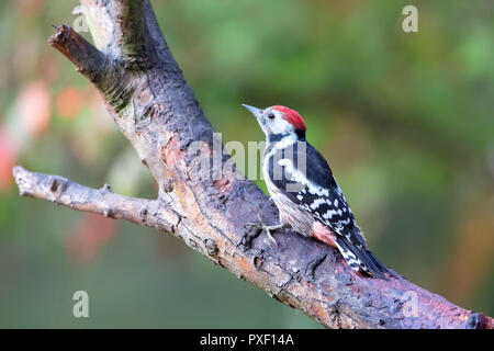 Middle Spotted Woodpecker (Dendrocoptes medius) in the nature protection area Moenchbruch near Frankfurt, Germany. Stock Photo