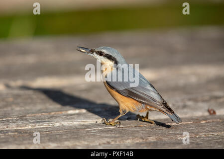 Eurasian nuthatch (Sitta europaea) in the nature protection area Moenchbruch near Frankfurt, Germany. Stock Photo