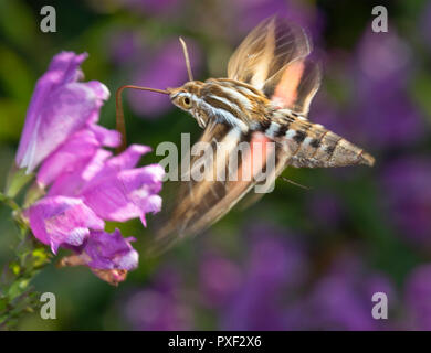 White-Lined Sphinx Moth (Hyles lineata) feeding on flower, Iowa, USA. Stock Photo