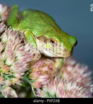 Cope's Gray Treefrog (Dryophytes [Hyla] chrysoscelis) waiting for a prey on flowers at night, Iowa, USA Stock Photo