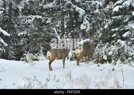 Two mule deer bucks 'Odocoileus hemionus', standing on the edge of their forest habitat in the winters first snow in rural Alberta Canada. Stock Photo