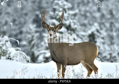 A mature male mule deer 'Odocoileus hemionus'; standing looking forward in the freshly falling snow in rural Alberta Canada. Stock Photo