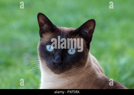 Siam Cat Portrait with blue eyes close up Stock Photo