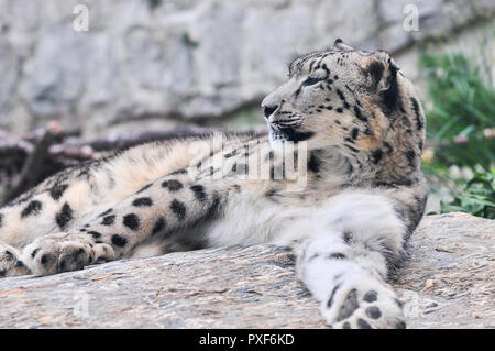Snow leopard - Irbis (Panthera uncia) Stock Photo