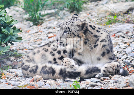Snow leopard - Irbis (Panthera uncia) Stock Photo