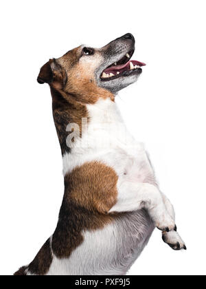 Profile of cute brown with white dog, standing on his hind paws begging / waiting with mouth open and tongue out, isolated on white background Stock Photo