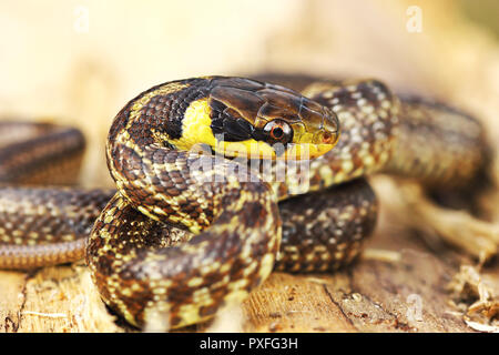 aesculapian snake basking on rotten  wooden stump ( Zamenis longissimus ) Stock Photo