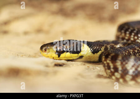 colorful aesculapian snake portrait, juvenile ( Zamenis longissimus ) Stock Photo
