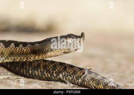 closeup of juvenile venomous european snake, nose horned viper ( Vipera ammodytes ) Stock Photo