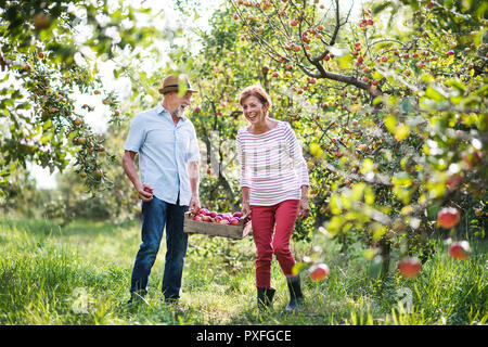 A laughing senior couple carrying a wooden box full of apples in orchard in autumn. Stock Photo