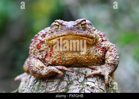 cute common brown toad standing on stump ( Bufo bufo ) Stock Photo