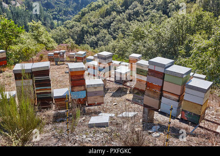 Beehives. Traditional colored wooden box. Muniellos, Asturias, Spain. Horizontal Stock Photo