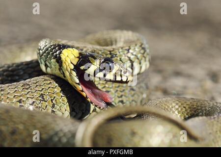 detail of grass snake with open mouth, Natrix natrix ready to bite Stock Photo