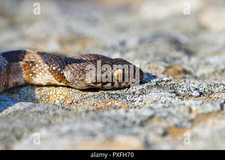 Telescopus fallax juvenile portrait in natural environment, cat snake photographed in Milos island, Greece Stock Photo