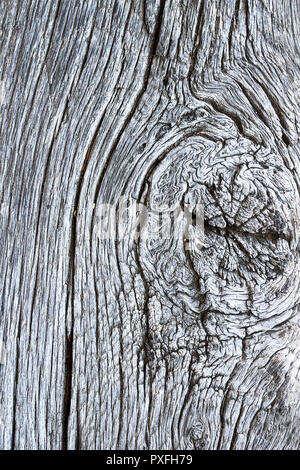 texture of knotty oak wooden surface, natural organic pattern for your design Stock Photo