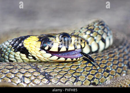 thanatosis behaviour, grass snake ( Natrix natrix, macro portrait ) Stock Photo