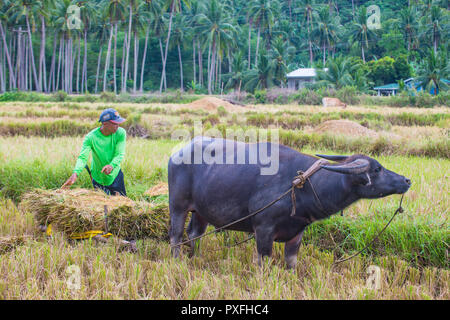 Philippines Filipino Farmer Working In Corn Field Stock Photo - Alamy