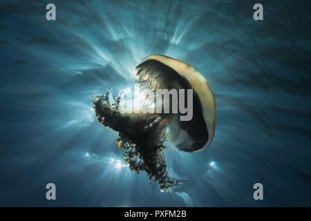 Haeckel's jellyfish underwater photo with the nice sun ray through the water in the background Stock Photo
