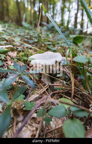 Close up of a white Oyster mushroom in forest, switzerland Stock Photo