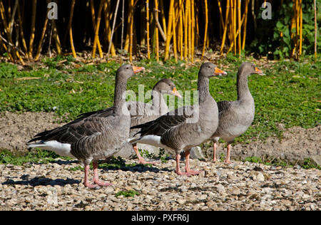 Greylag Geese (anser anser) Stock Photo